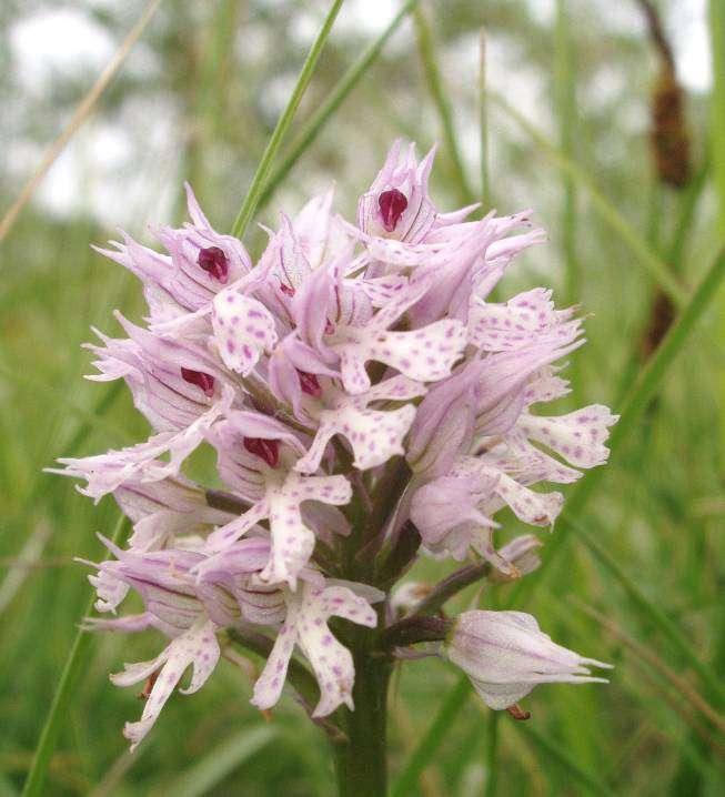 aprile-maggio Orchis