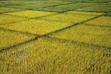 Il golden rice Il pathway per produrre pro-vitamina-a (quattro enzimi che convertono il