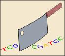 Estrazione DNA da suolo 3 Protezione del DNA Per evitare la