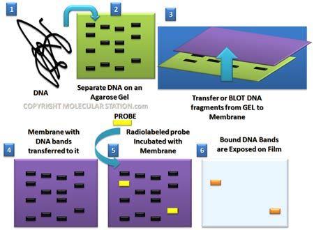 Metodi PCR-indipendenti DNA Hybridization L uso di specifiche sonde marcate consente di ricercare sequenze desiderate di DNA