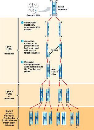 Metodi PCR-dipendenti PCR- Polymerase Chain Reaction La PCR consente l amplificazione