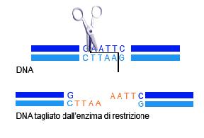 Metodi PCR-dipendenti T-RFLP Terminal Restriction Fragment Lenght Polymorphism Prevede l utilizzo di ENZIMI DI RESTRIZIONE che tagliano il DNA.