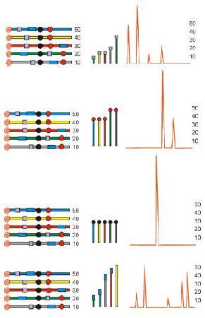 Metodi PCR-dipendenti T-RFLP Terminal Restriction Fragment Lenght Polymorphism Il metodo è semi quantitativo, altamente riproducibile e ha un alta
