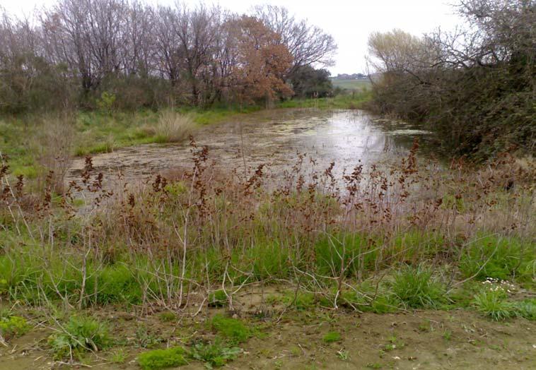 Stagno del Cenerino La zona umida che abbiamo studiato alla Tenuta dei Massimi è lo stagno del Cenerino: una pozza di grande estensione,sottoposta a variazione di livello durante il corso dell anno.