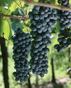 vinoso, caratteristico con sentori di frutti rossi del sottobosco, sapore morbido, secco e fresco.