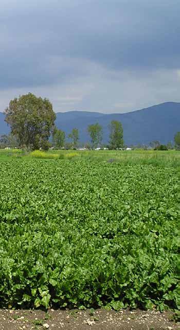 localizzato alla semina 36 24 48 Sorgo in presemina 36 Barbabietola 79 Patata 810 16 17 13% Azoto (N) totale 4,3% Azoto (N) nitrico 8,7% Azoto (N) ammoniacale 10% Anidride fosforica (P 2 ) solubile