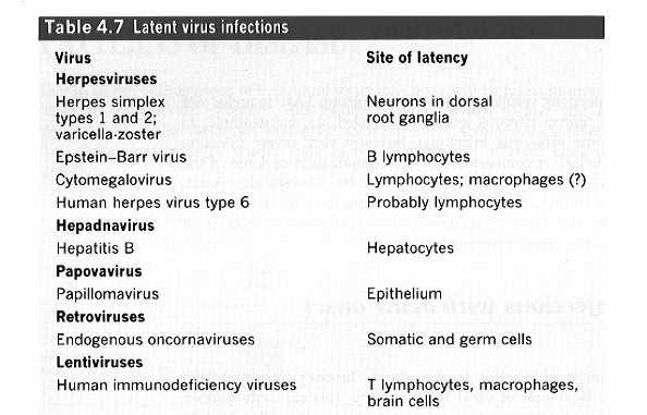 Infezioni croniche/latenti Sono caratterizzate dalla continua presenza del virus che continua a essere prodotto, anche dopo la fase acuta, in genere a livelli molto più bassi e per lungo