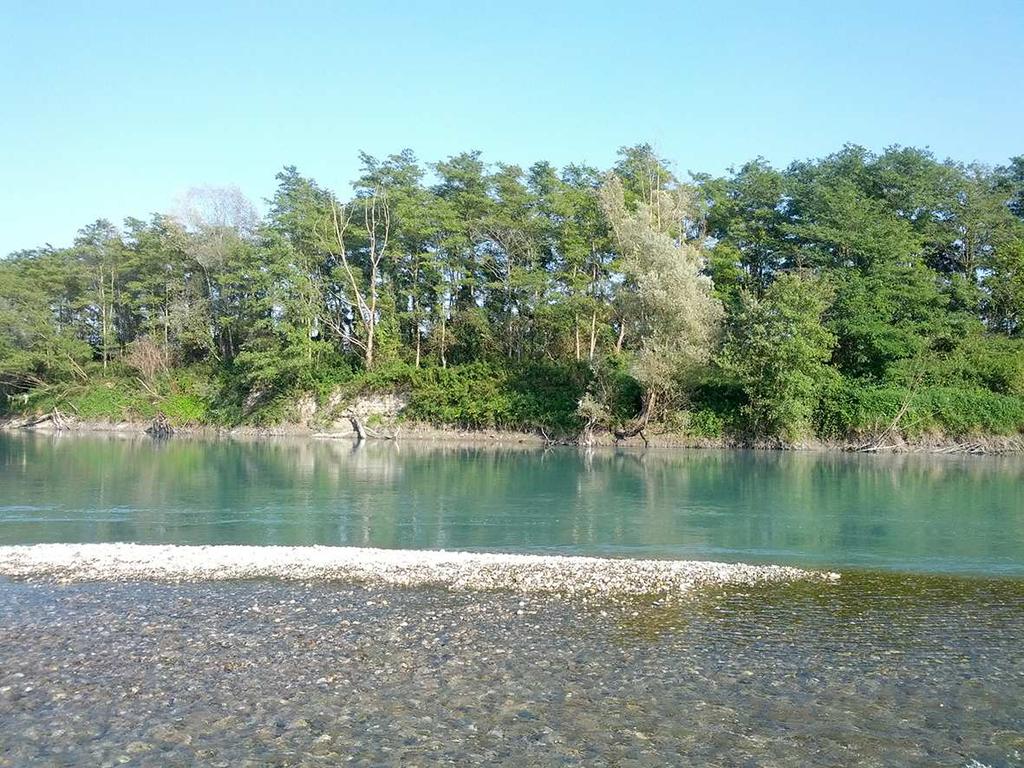 Assetto-struttura: fustaia coetanea per grandi gruppi, ceduo semplice.