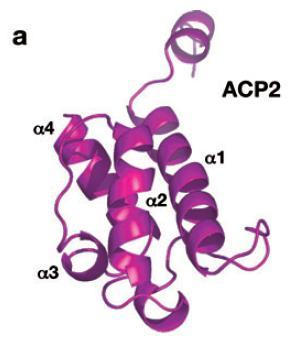 Il dominio ACP Il dominio ACP contiene 4- fosfopanteteina che deriva dal