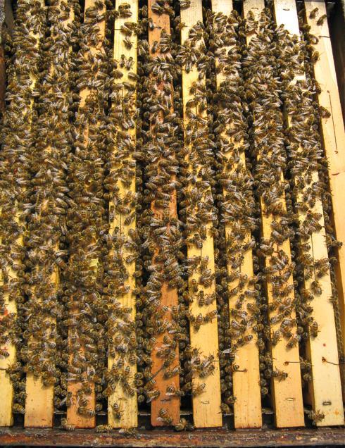 Famiglia 1: copre 10 favi di api, ma soprattutto ha 7 favi di covata estesa e nei tre favi centrali erano presenti alcuni