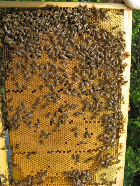 Famiglia 3: ha bisogno di un piccolo aiuto: i favi ben coperti di api sono 6-7 e i favi di covata 4.