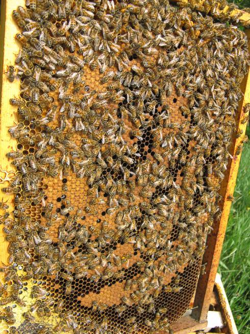 Quando il bilanciamento è terminato tutte le famiglie hanno più o meno la stessa forza sia come numero di api sia come favi di covata.
