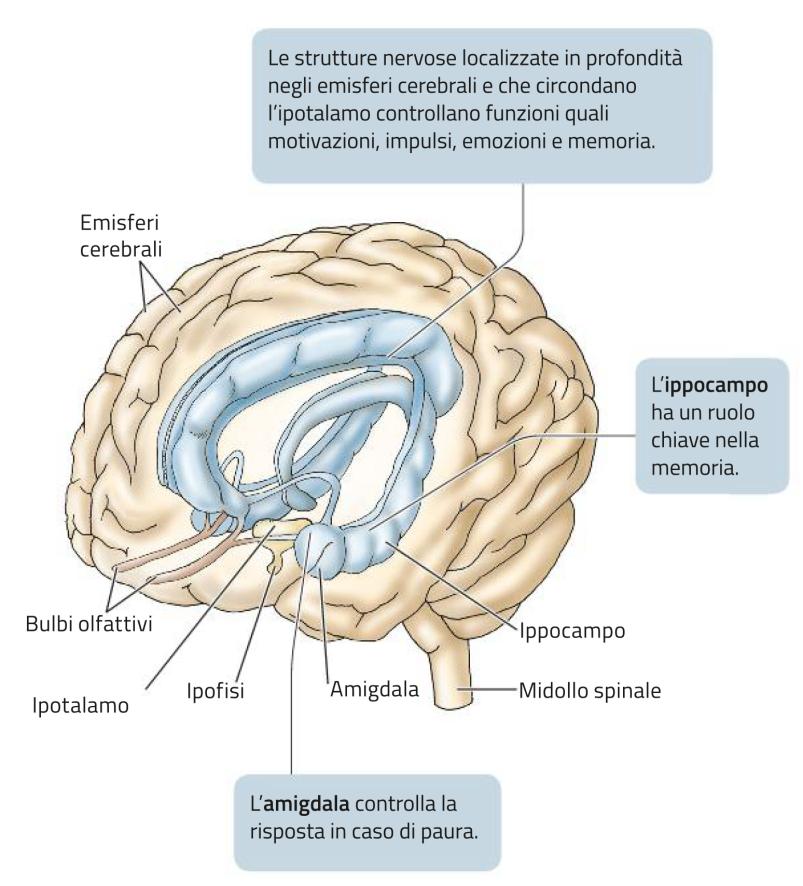 Il telencefalo Il telencefalo (o cervello) è composto da due emisferi cerebrali, ricoperti dalla