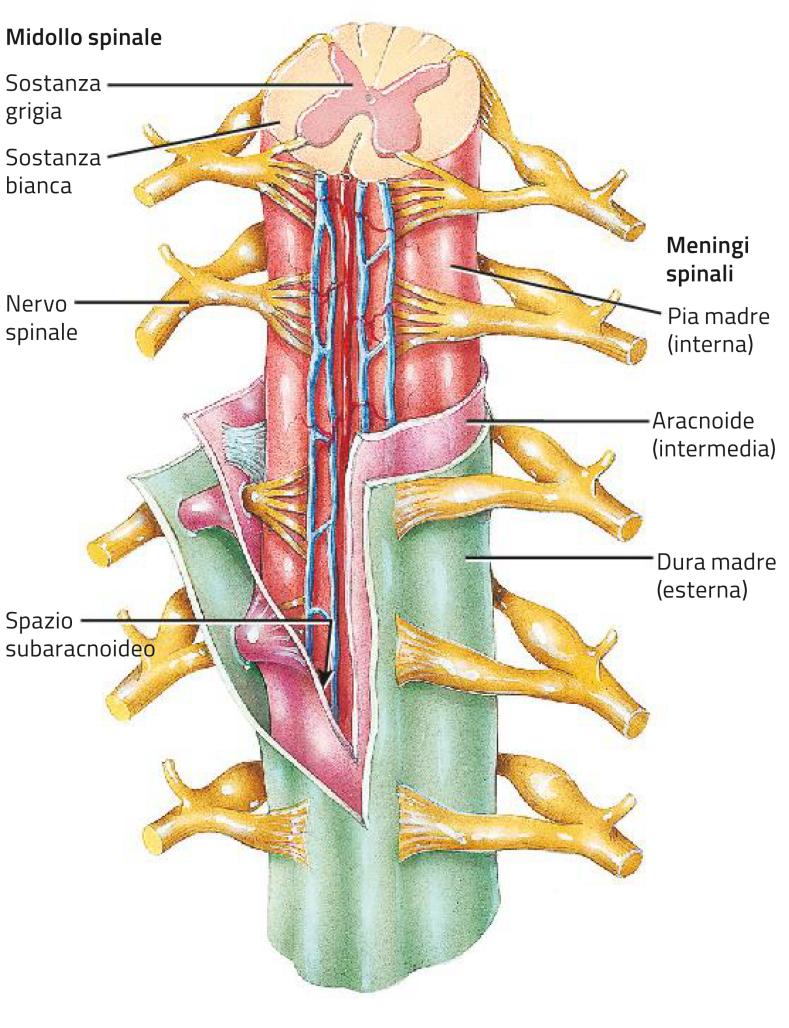 Le meningi L encefalo e il midollo spinale sono avvolti da tre membrane