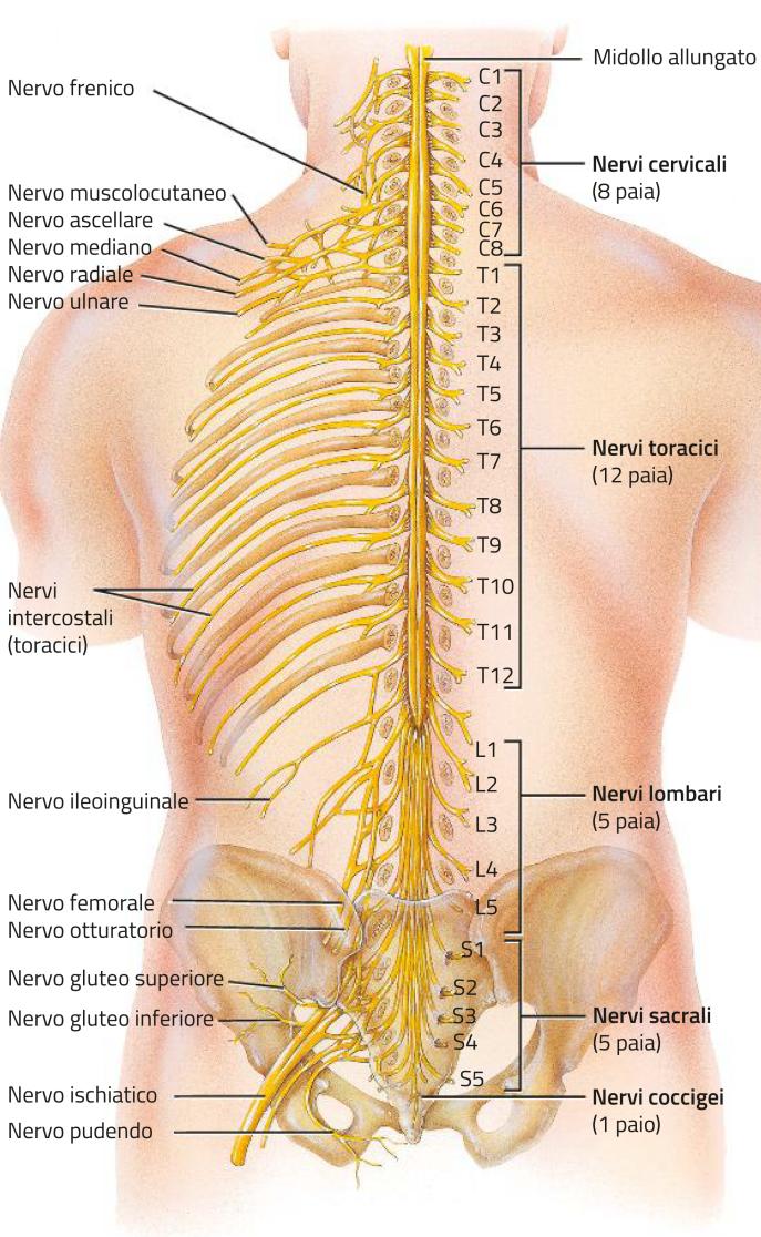 Il midollo spinale
