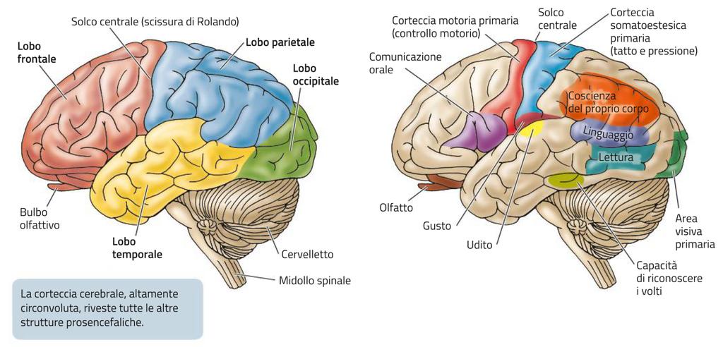 La corteccia cerebrale La corteccia cerebrale è suddivisa tramite