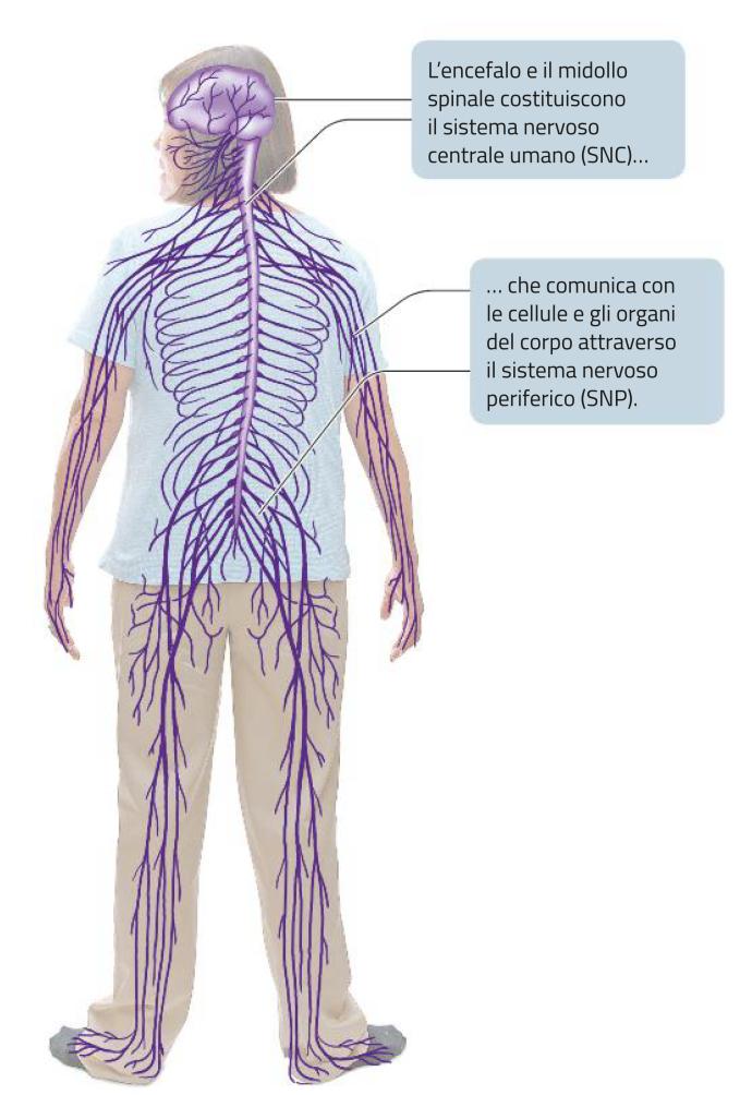 Organizzazione del sistema nervoso Nell uomo il SN si divide in: l sistema nervoso