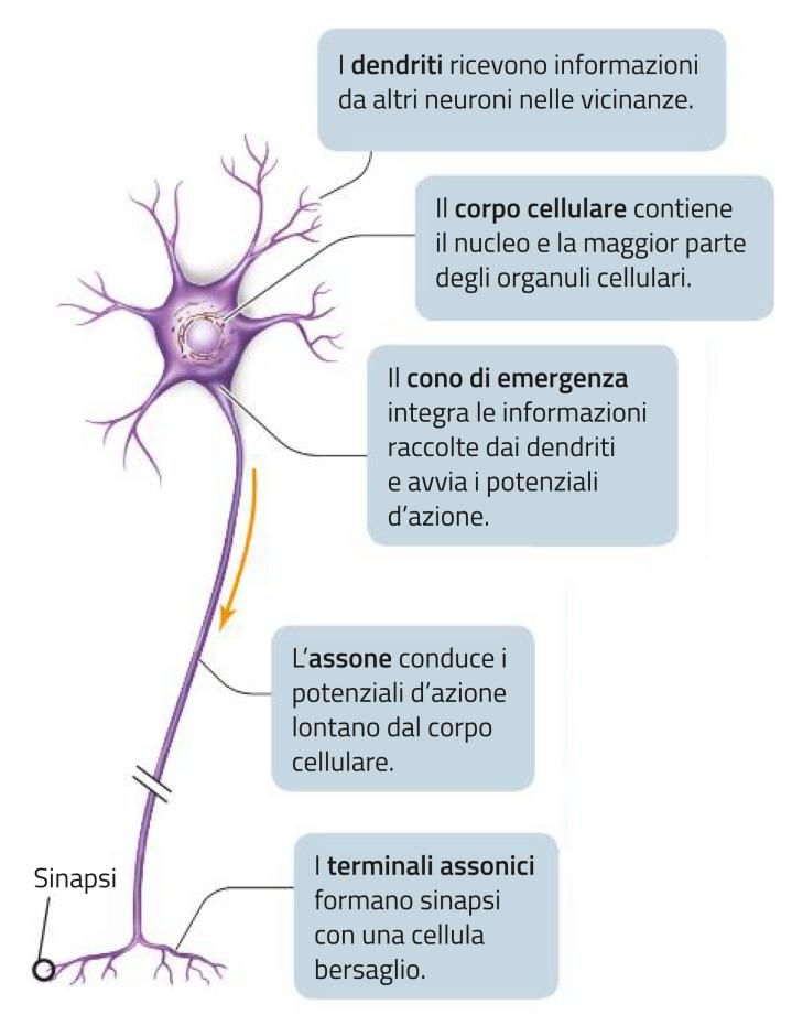 Le unità funzionali Le unità funzionali del sistema nervoso sono i neuroni.