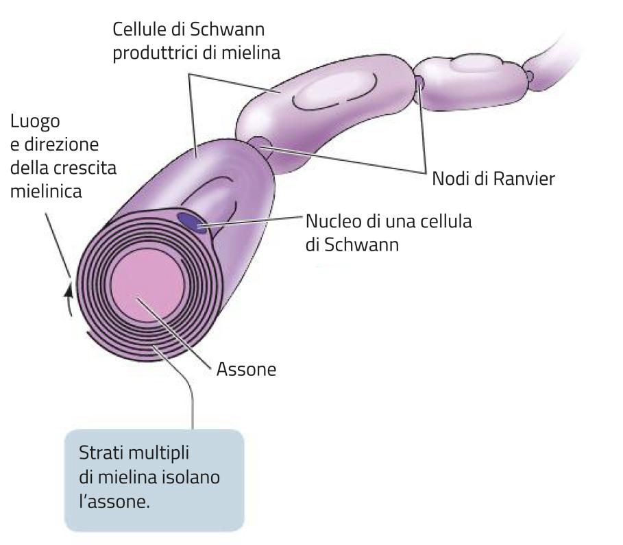 Una cellula gliale particolare Le cellule di Schwann proteggono l assone con una