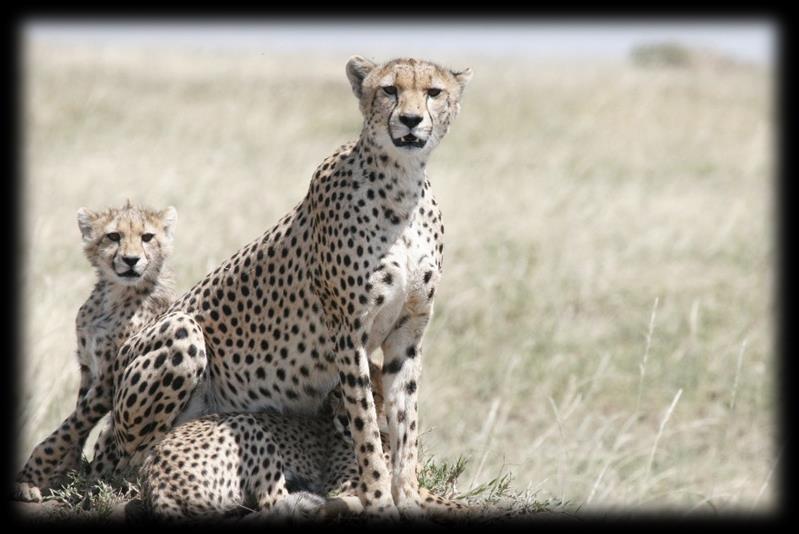 Fare un safari in Tanzania significa vivere la vera Africa dei safari, quella che regala emozioni suggestive, intense ed