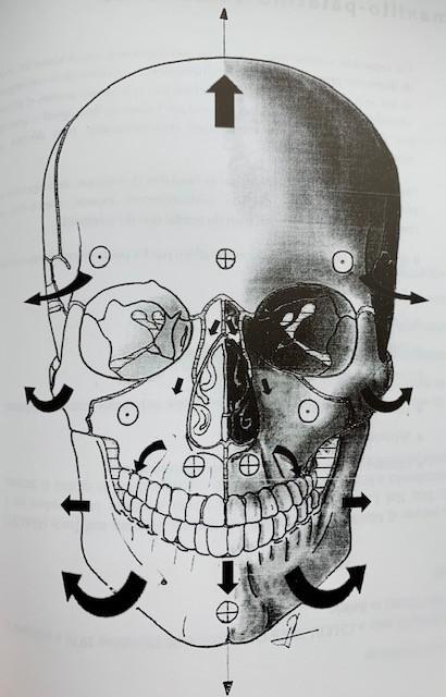 Biomeccanica del cranio Disfunzioni