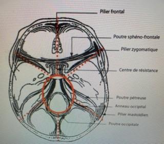 Biomeccanica del cranio