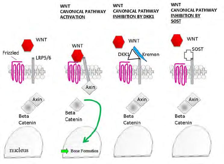 Wnt/β-catenina e i suoi