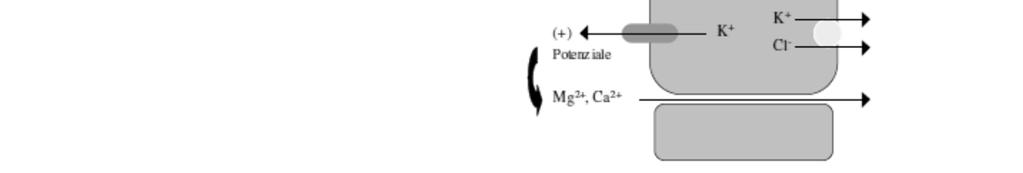 Il potenziale + luminale causato dalla retrodiffusione del K+ induce il riassorbimento di cationi bivalenti per via paracellulare -Aumentano la perdita sia di K