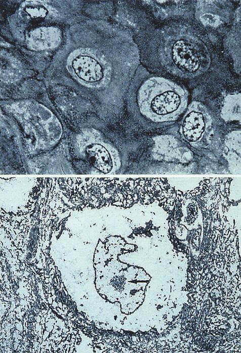 Citoplasma Il DNA