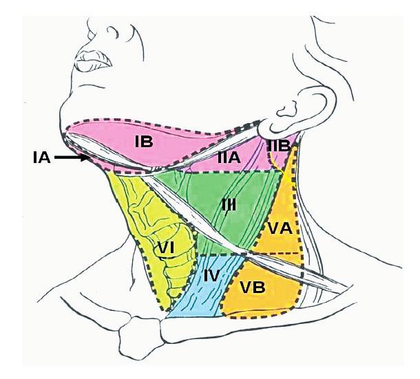 09S0364_NOVAR_LINEE guida 15-09-2009 14:21 Pagina 241 Livello IA = linfonodi sottomentonieri Livello IB = linfonodi sottomandibolari Livello II A = linfonodi giugulari superiori anteriori Livello II