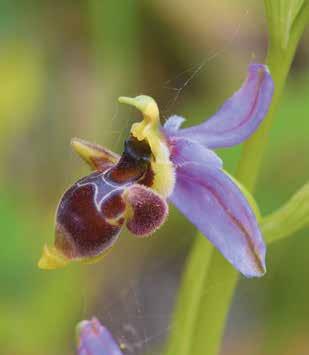 sophiae (O. iricolor subsp. lojaconoi O. sphegodes subsp. classica), Ophrys disabatoi nothosubsp. disabatoi (O. oestrifera subsp. montis-gargani O. passionis subsp.