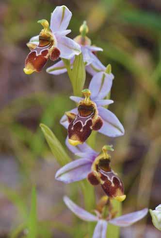 Le orchidee spontanee, e in particolare quelle mediterranee come le Ophrys, alternano popolazioni abbondanti con fioriture spettacolari a esemplari sporadici, a volte rarissimi o endemici.