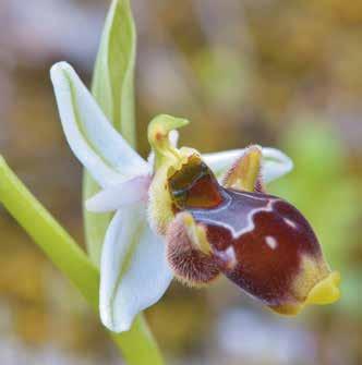 Si descrivono 4 nuovi ibridi interspecifici di Ophrys, che interessano 7 diversi taxa parentali; il primo è stato identificato nel 2013, gli altri 3 nel 2016.