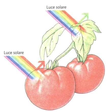 L energia luminosa, affinchè possa essere utilizzata dai sistemi viventi, deve essere prima assorbita.