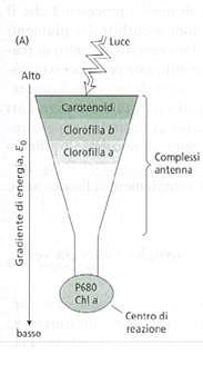 Il trasferimento di energia verso il centro di reazione è assicurato dal minore stato