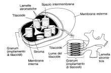 ATP-sintasi ADP + Pi ATP H + H + H + H + H + H + H+ H + H