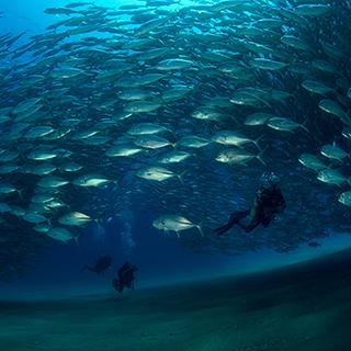 Cabo Pulmo, Cabo San Lucas e Loreto, ognuna di loro si caratterizza