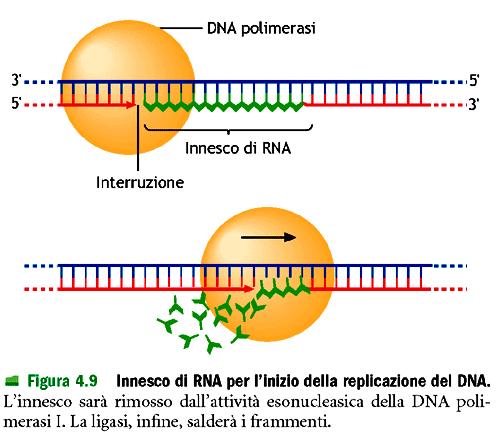 4. Rimozione dei primer Replicazione del DNA Dopo aver svolto la loro funzione gli inneschi vengono rimossi da parte di