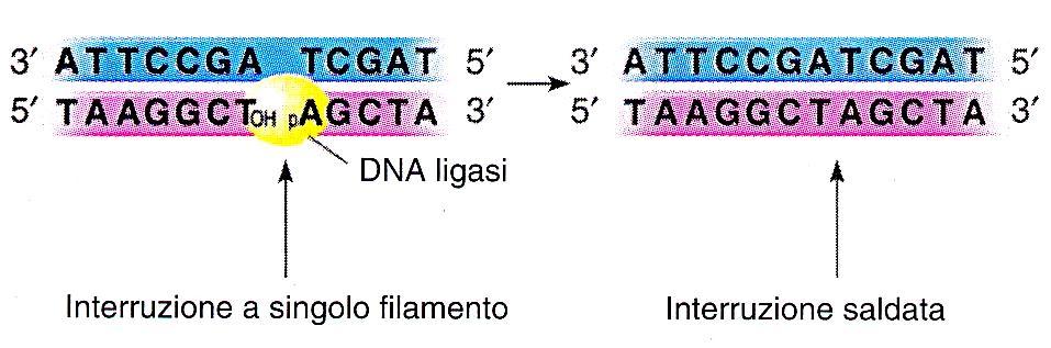 DNA ligasi Polimerasi I Rimozione dell RNA da parte dell