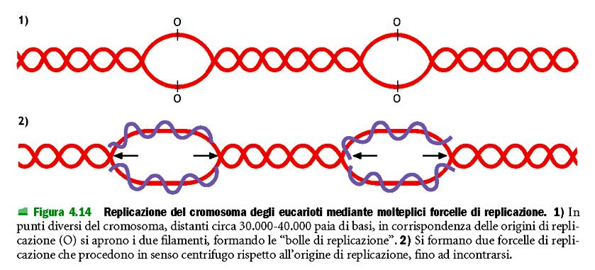 Replicazione del DNA Negli eucarioti 10 volte più lenta