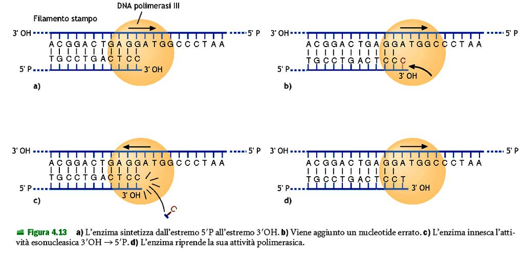 Attività esonucleasica della DNA