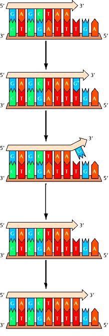 Attività esonucleasica 3 5 della polimerasi Correzione da parte della DNA polimerasi Incorporazione di una forma tautomerica rara di G invece di A Il passaggio di nuovo alla forma