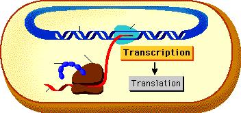 La trascrizione nei procarioti DNA RNA polimerasi polipeptide ribosoma RNAm