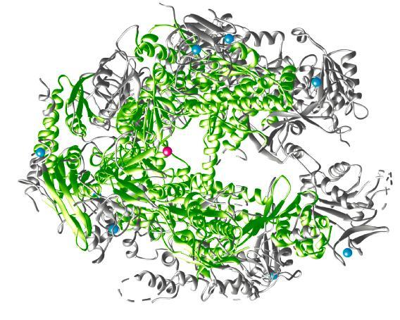 Negli eucarioti Trascrizione e maturazione degli RNA Sebbene il meccanismo della trascrizione del DNA sia simile nei procarioti e negli eucarioti, il macchinario è considerevolmente più complesso