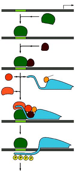 TFIIE TFIIH TATAA inizio della trascrizione TFIID TFIIB TFIIF RNA polimerasi II attività proteina chinasica (TFIIH) LA TRASCRIZIONE INIZIA LA TRASCRIZIONE NEGLI EUCARIOTI L RNA polimerasi II richiede