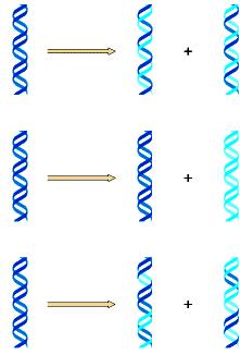 Modelli di replicazione del DNA