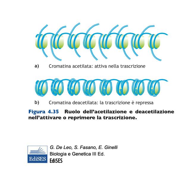 PROBLEMA NELLA TRASCRIZIONE NEGLI