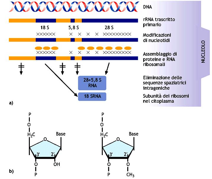 Maturazione degli rrna negli eucarioti Modificazioni di nucleotidi