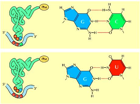 Appaiamento standard e non tra codone e anticodone Appaiamento non standard del fenilalanina RNAt: formazione di coppie di basi
