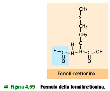 2. Fase GTP dipendente: Inizio IF2: lega fmet-trna e lo porta alla sub minore del ribosoma; idrolizza GTP IF1: promuove la dissociazione dei ribosomi in